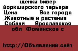 щенки бивер йоркширского терьера › Цена ­ 8 000 - Все города Животные и растения » Собаки   . Ярославская обл.,Фоминское с.